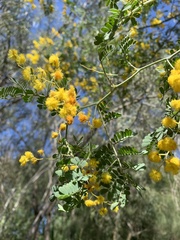 Acacia spectabilis
