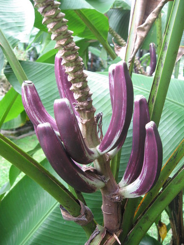Musa campestris, photograph 5