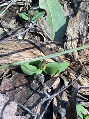 Chiloglottis