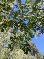 Acacia spectabilis