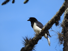 Cyanocorax cristatellus