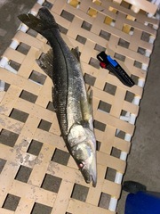 Centropomus undecimalis