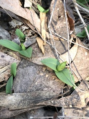 Chiloglottis