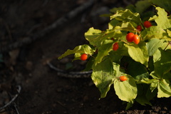 Prosartes hookeri