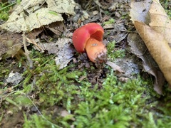 Hygrocybe cuspidata