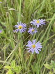 Symphyotrichum oolentangiense