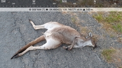 Macropus fuliginosus