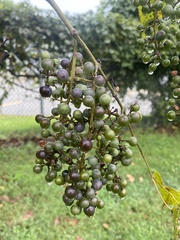 Vitis cinerea