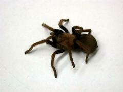 Theraphosinae