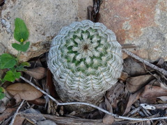 Echinocereus reichenbachii caespitosus