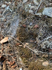 Tortella tortuosa