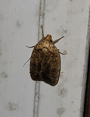 Agonopterix thelmae