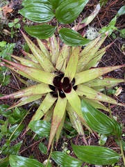 Tillandsia imperialis