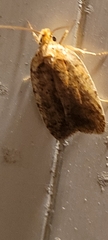 Agonopterix thelmae