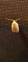 Agonopterix thelmae