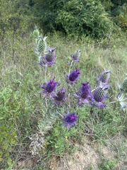 Eryngium leavenworthii