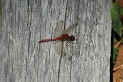 Sympetrum internum