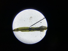 Tortella tortuosa