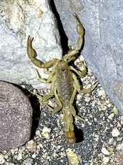 Paravaejovis spinigerus