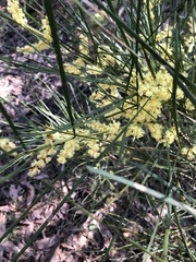 Acacia mucronata longifolia