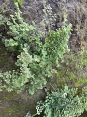 Adiantum chilense