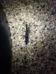 Anisomorpha buprestoides