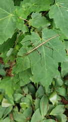 Diapheromera femorata