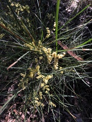 Acacia mucronata longifolia