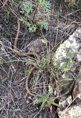 Thamnophis elegans