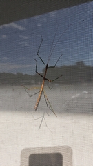 Diapheromera femorata