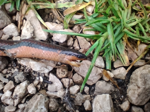 Chiapas burrowing snake