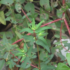 Euphorbia nutans