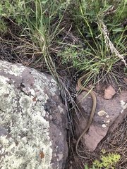 Thamnophis elegans