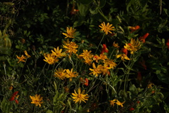 Eriophyllum lanatum