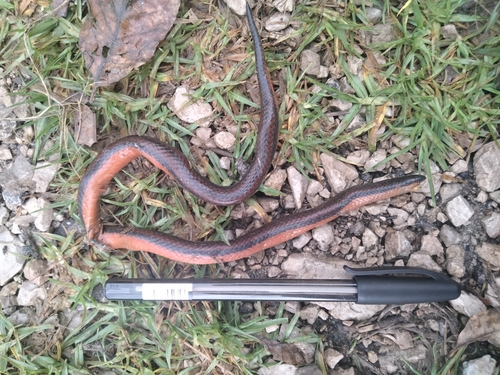 Chiapas burrowing snake