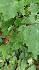 Diapheromera femorata