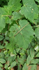 Diapheromera femorata