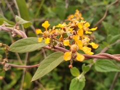 Gaudichaudia cynanchoides
