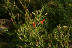 Erythranthe cardinalis