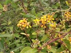 Gaudichaudia cynanchoides