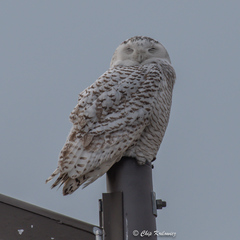 Bubo scandiacus