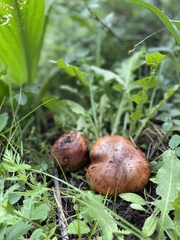 Boletus rubriceps