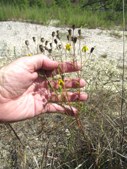 Dysodiopsis tagetoides