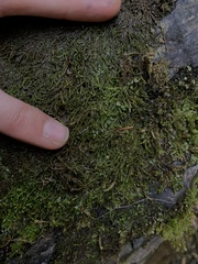 Hygrohypnella ochracea