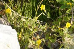 Erythranthe moschata