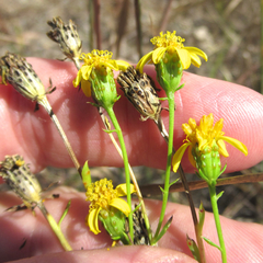 Dysodiopsis tagetoides