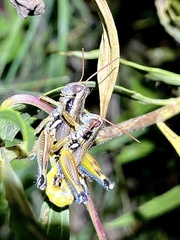 Melanoplinae