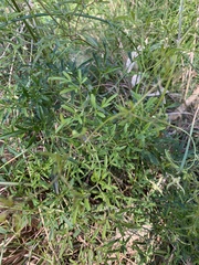 Clematis microphylla