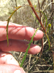 Dysodiopsis tagetoides