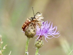 Lepturini